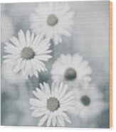 Delicate Daisy Cluster Wood Print