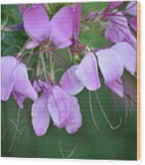 Delicate Lavender Blooms Wood Print