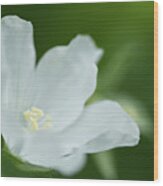 Delicate White Blossom Wood Print