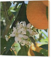 White Orange Blossoms And Ripe Fruits, Orange Blossom In Spain Wood Print