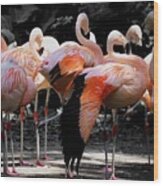 Denver Zoo Flamingo Wood Print