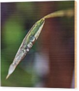 Dew Drops On A Leaf Wood Print