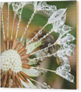 Dewy Diamond Dandelion 1 Of 12 Wood Print