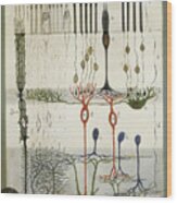 Diagram Of The Structure Of The Mammalian Retina, Original Drawing By Santiago Ramon Y Cajal Wood Print