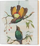 Diphyllodes Chrysoptera, Magnificent Bird Of Paradise Wood Print