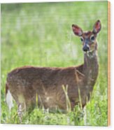 Doe Eyed - Whitetail Deer On A Meadow Wood Print