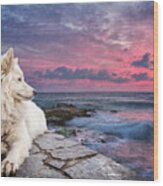Dog At Sunset Wood Print