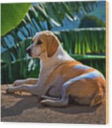 Dog Relaxing In Tropical Fenicia Wood Print
