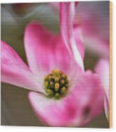 Dogwood Blossom In Pink Wood Print