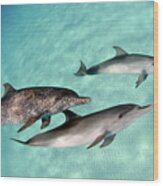 Dolphin Trio Wood Print