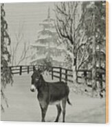 Donkey In The Winter Corral B W Wood Print