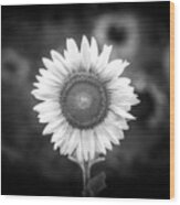 Don't Piss Off The Sunflower Monochrome Wood Print