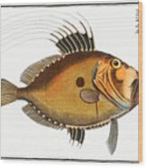 Dory Fish Wood Print