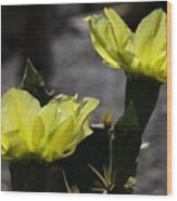 Double Cactus Flowers Wood Print