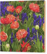 Double Tulips With Grape Hyacinths Wood Print