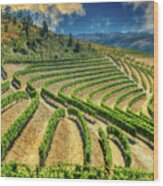 Douro Valley Cultivations 1 Wood Print