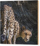 Down-low Cheetah Wood Print