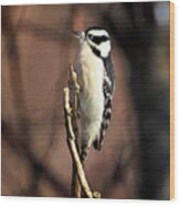 Downy Woodpecker On Branch Wood Print