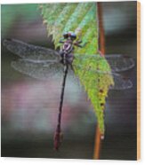 Dragonfly On A Leaf Wood Print