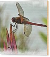 Dragonfly With Vignette Wood Print
