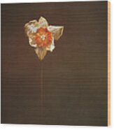 Dried Daffodil Wood Print