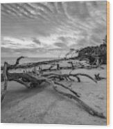 Drift Wood Beach Photograph Wood Print