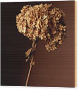 Dry Hydrangea Wood Print