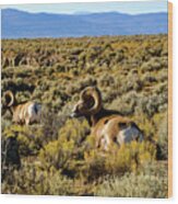 Wild Bighorn Sheep - New Mexico Wood Print