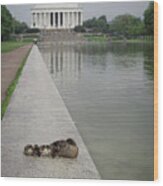 Duck Family And The Lincoln Memorial Washington Dc Wood Print