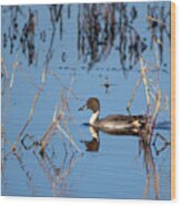 Duck Pintail Wood Print