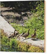 Ducks Walking On A Tree Trunk In Hoh Forest Wood Print