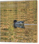 Ducky On Gold Pond Wood Print