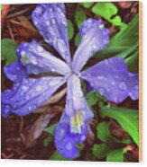 Dwarf Crested Iris Wood Print