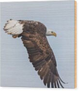 Eagle Hunting Wood Print