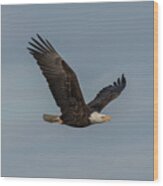 Eagle In Flight Wood Print