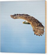 Eagle Wings Wood Print