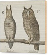 Eared Owl, Anonymous, 1560 Wood Print