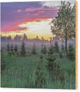 Early Dawn At Bialowieza National Park Wood Print