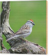 Eastern Chipping Sparrow Wood Print