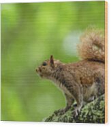 Eastern Gray Squirrel In A Tree Wood Print