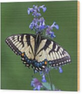 Eastern Tiger Swallowtail Wingspan Wood Print