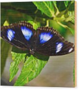 Eggfly Butterfly, Butterfly Farm, Aruba Wood Print