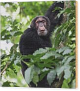 Elder Chimp, Congo Wood Print