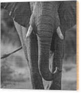 Elephant In Black And White Wood Print