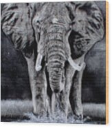 Elephant Night Wood Print