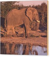Elephant Reflection Wood Print