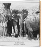 Elephants Wood Print