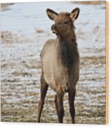 Elk Calf In Winter Wood Print