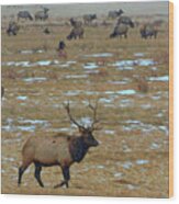 Elk Herd Wood Print