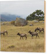 Elk Herd On A Foggy Rocky Mountain Evening Wood Print
